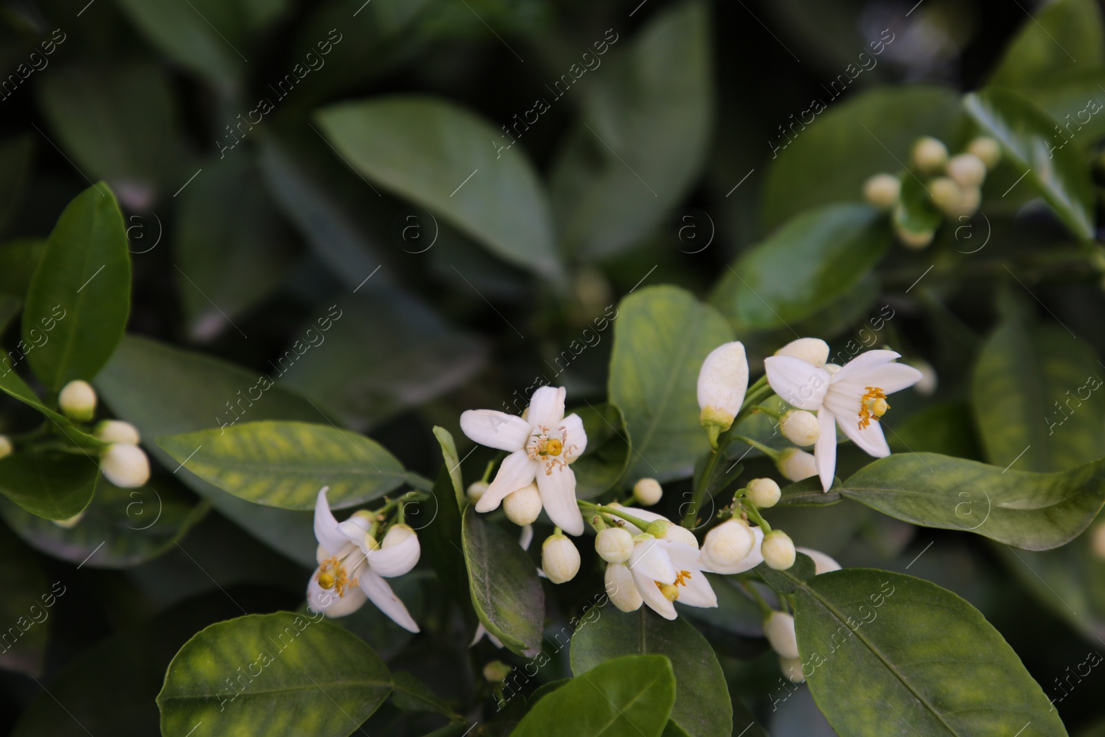 Photo of Beautiful grapefruit flowers blooming on tree branch outdoors