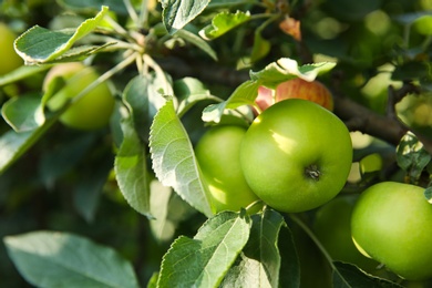 Photo of Ripe apples on tree branch in garden