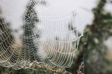 Photo of Closeup view of cobweb with dew drops on plants outdoors