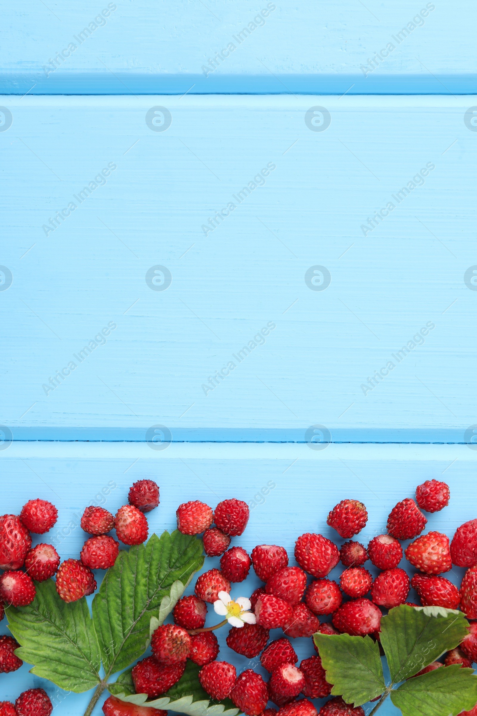 Photo of Fresh wild strawberries, flowers and leaves on light blue wooden table, flat lay. Space for text