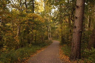 Photo of Many beautiful trees and pathway in autumn park