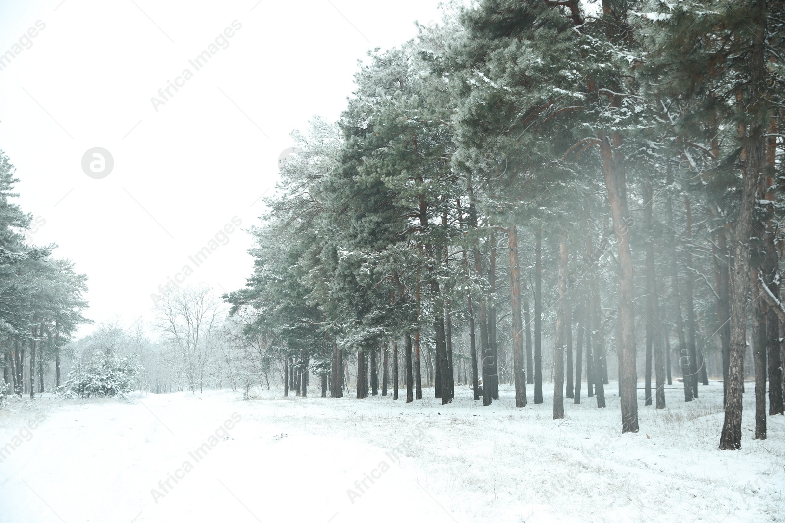 Photo of Beautiful forest covered with snow in winter