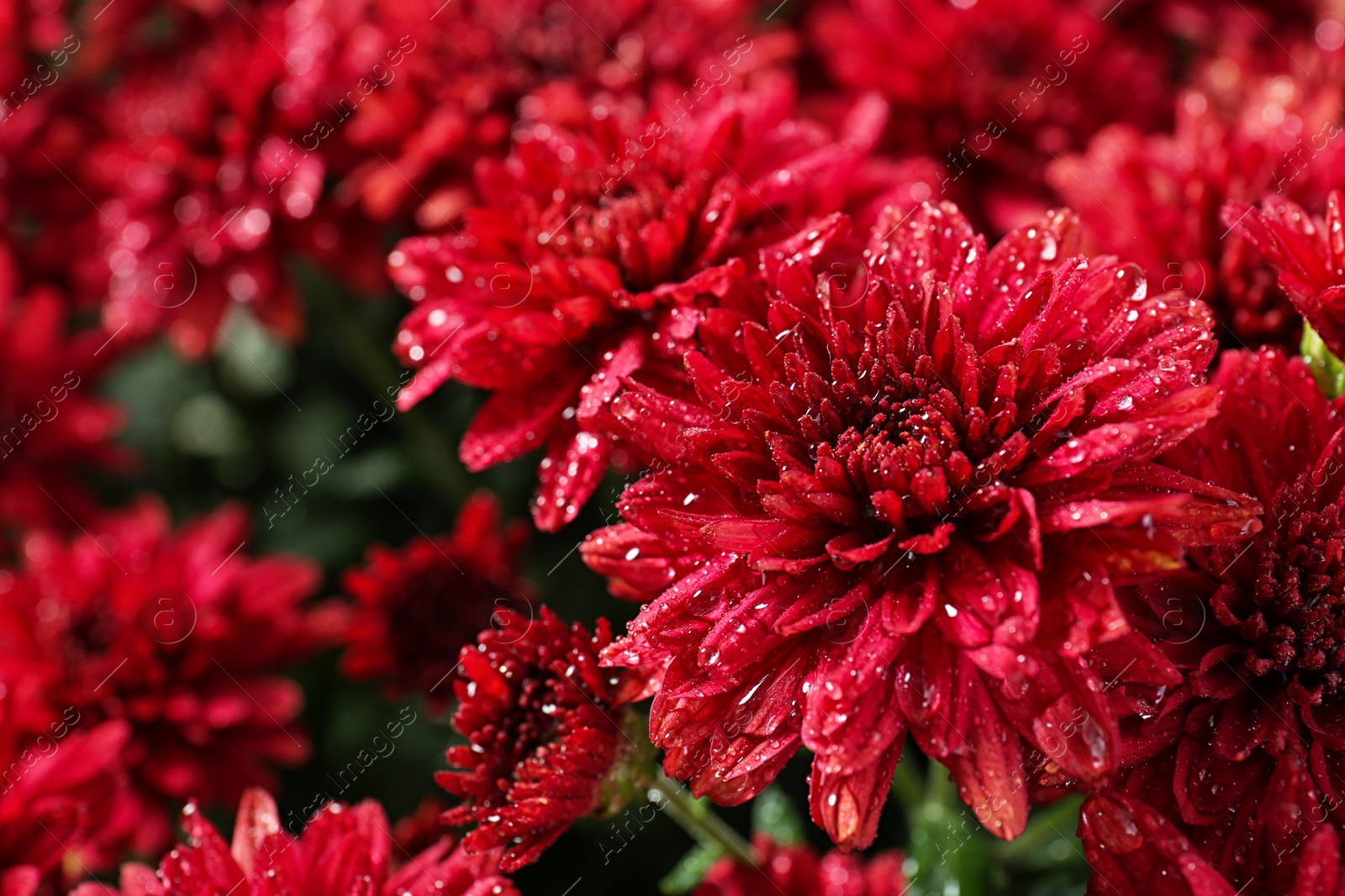 Photo of Beautiful red chrysanthemum flowers with water drops, closeup