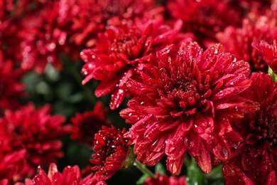 Beautiful red chrysanthemum flowers with water drops, closeup