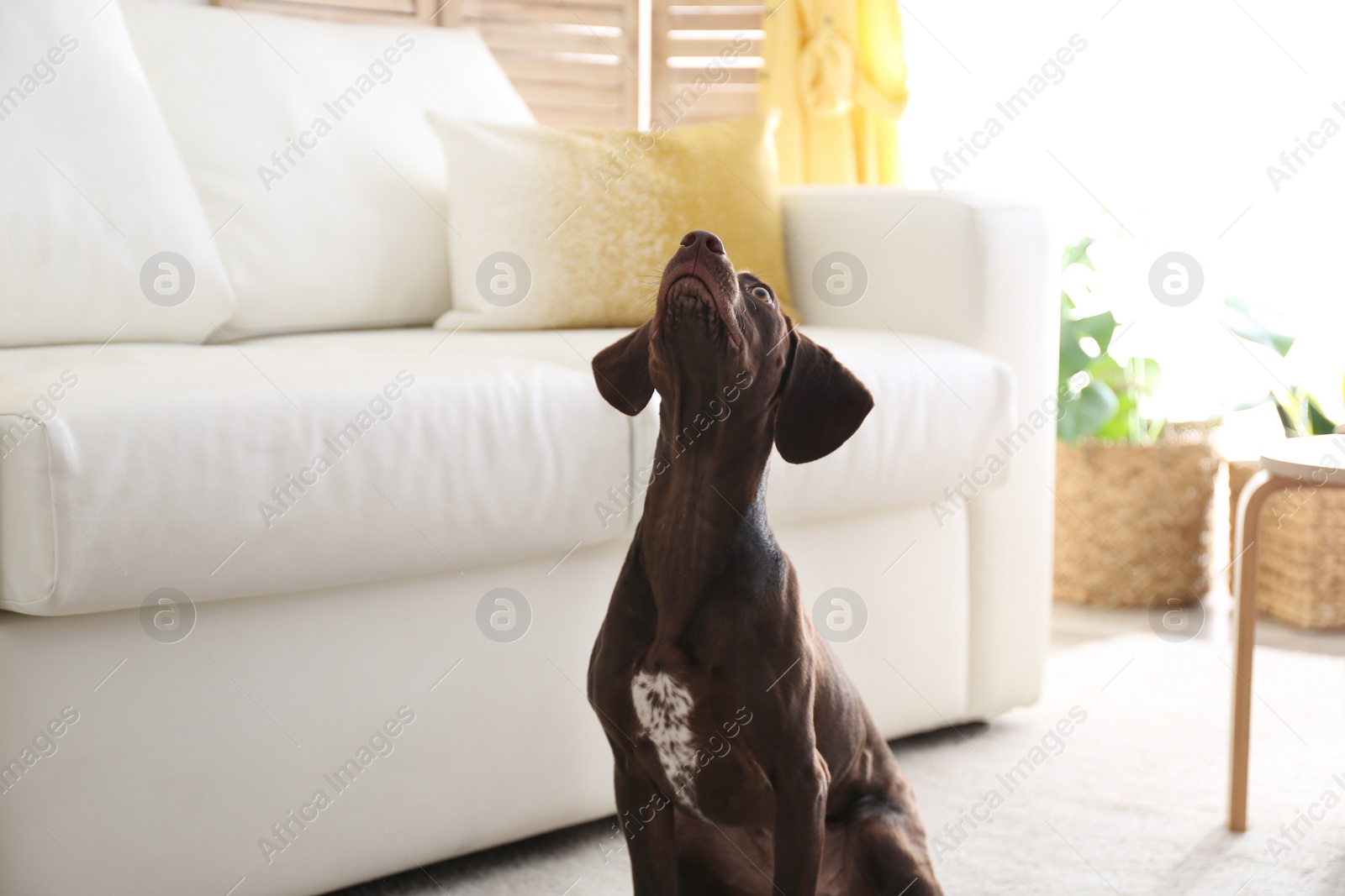 Photo of Beautiful brown German Shorthaired Pointer dog at home