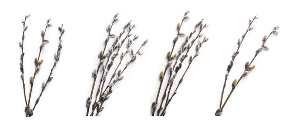 Image of Willow branches with fluffy catkins isolated on white