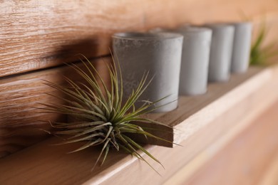 Photo of Tillandsia plant and candles on wooden shelf, space for text. House decor