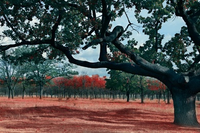 Beautiful oak with large twisted branches outdoors. Fantasy forest