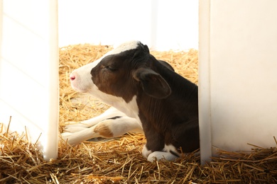 Pretty little calf on farm. Animal husbandry