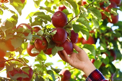 Photo of Woman picking ripe apple from tree outdoors, closeup