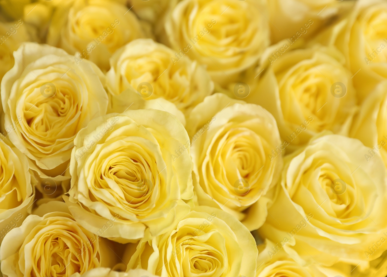 Photo of Beautiful bouquet of fresh roses, closeup. Floral decor