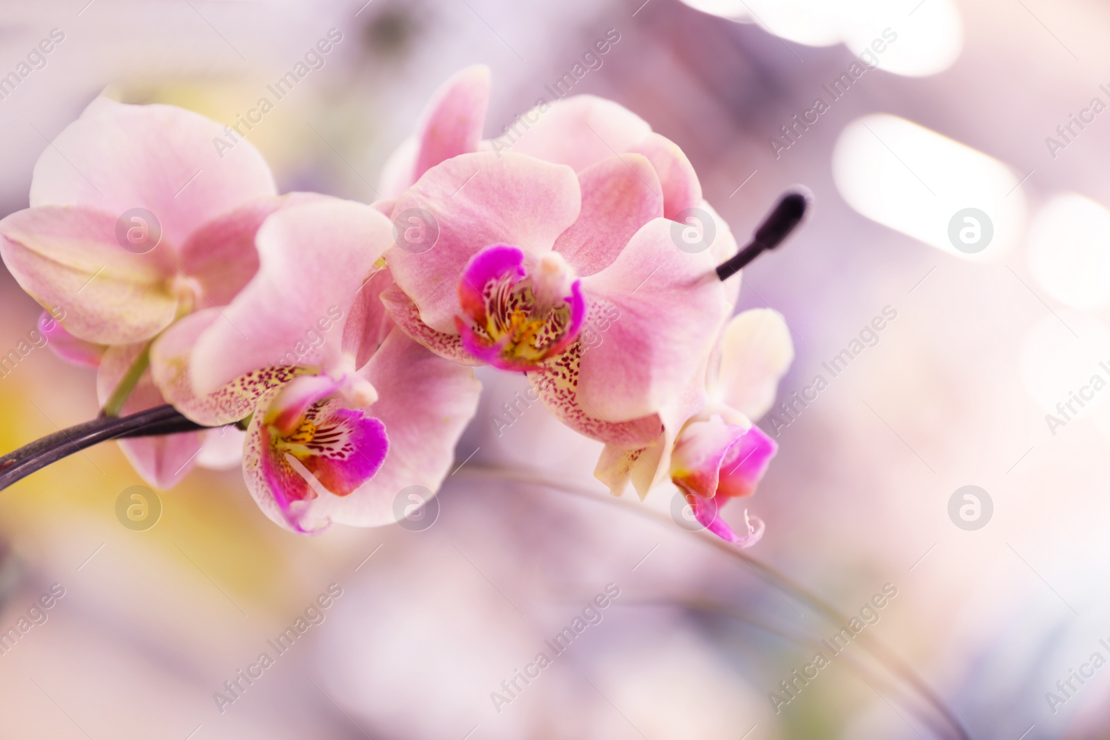 Photo of Beautiful blooming tropical orchid on blurred background, closeup