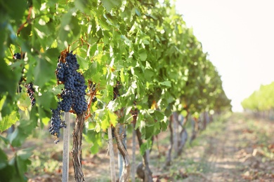 Fresh ripe juicy grapes growing in vineyard