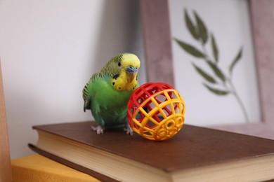 Beautiful green parrot with toy on books indoors. Cute pet