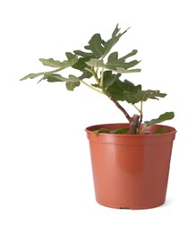 Photo of Fig plant with green leaves in pot isolated on white