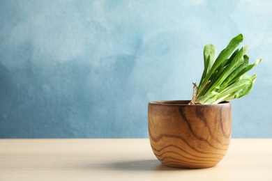 Photo of Wooden bowl with bunch of wild garlic or ramson on table against color background. Space for text