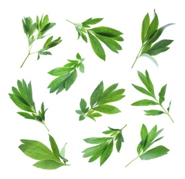 Image of Set of green peony leaves on white background