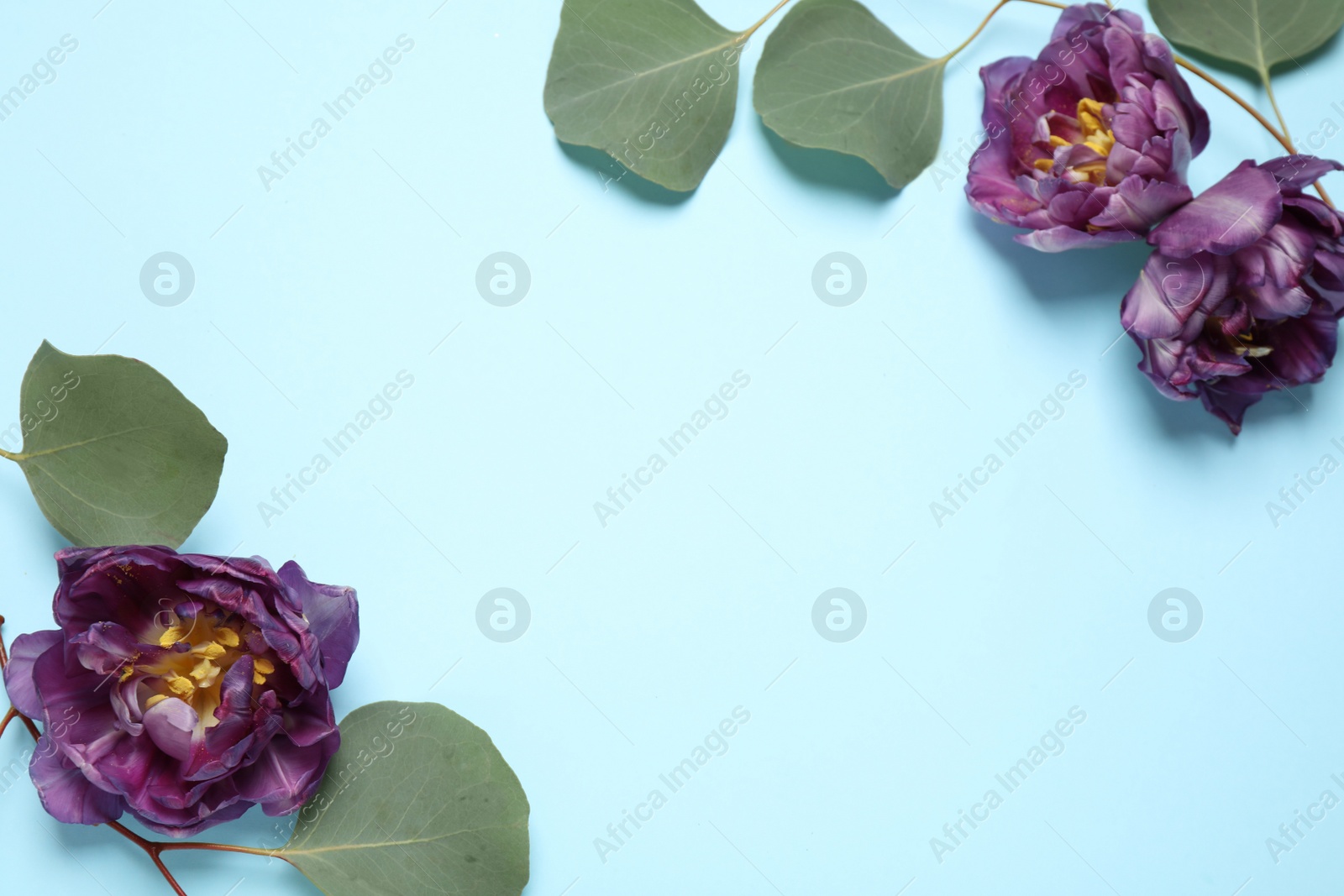 Photo of Floral composition with beautiful tulips on light blue background, flat lay. Space for text
