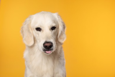 Cute Labrador Retriever showing tongue on orange background. Space for text