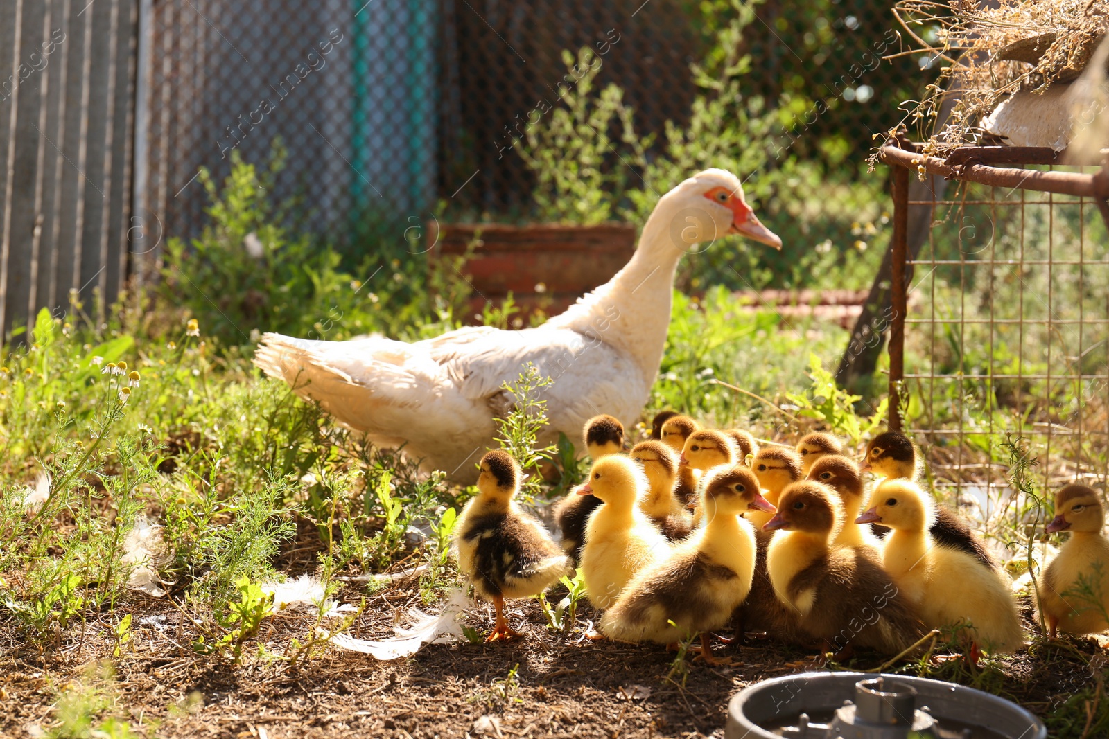 Photo of Cute fluffy ducklings with mother in farmyard