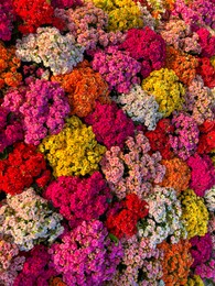 Different colorful tropical flowers as background, top view