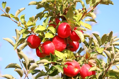 Tree branches with ripe apples outdoors on sunny day