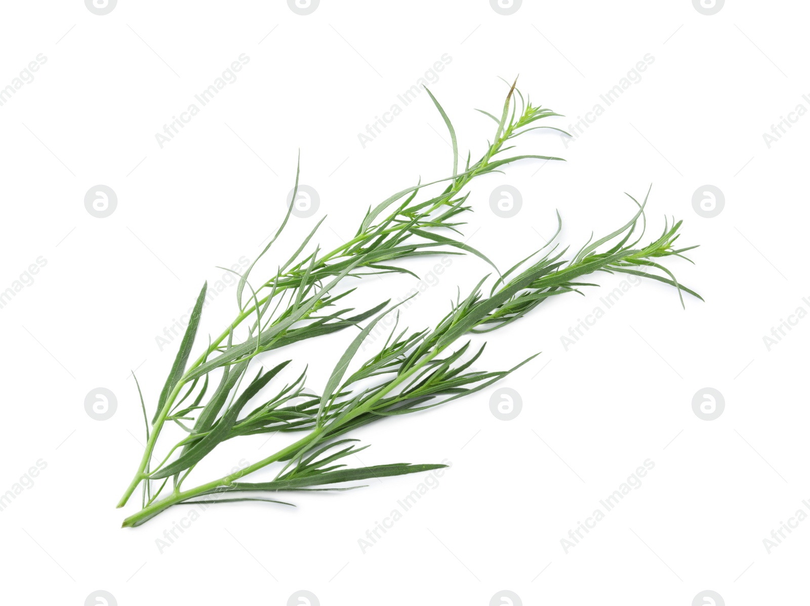 Photo of Sprigs of fresh tarragon on white background, above view