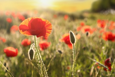 Photo of Beautiful blooming red poppy in field at sunset. Space for text