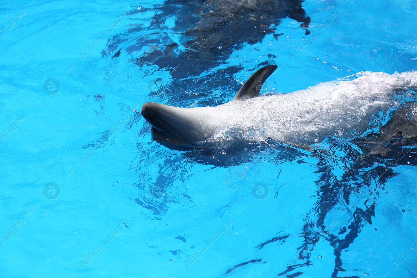 Photo of Dolphin swimming in pool at marine mammal park