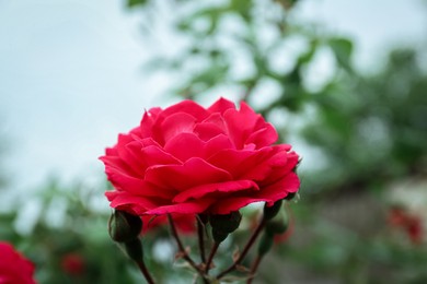 Photo of Closeup view of beautiful blooming rose bush outdoors