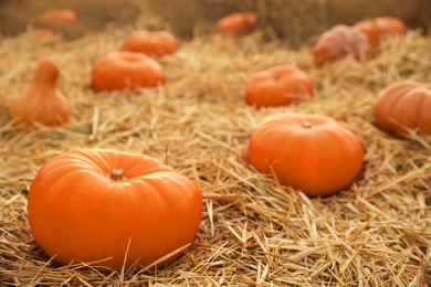 Photo of Ripe orange pumpkins among straw in field