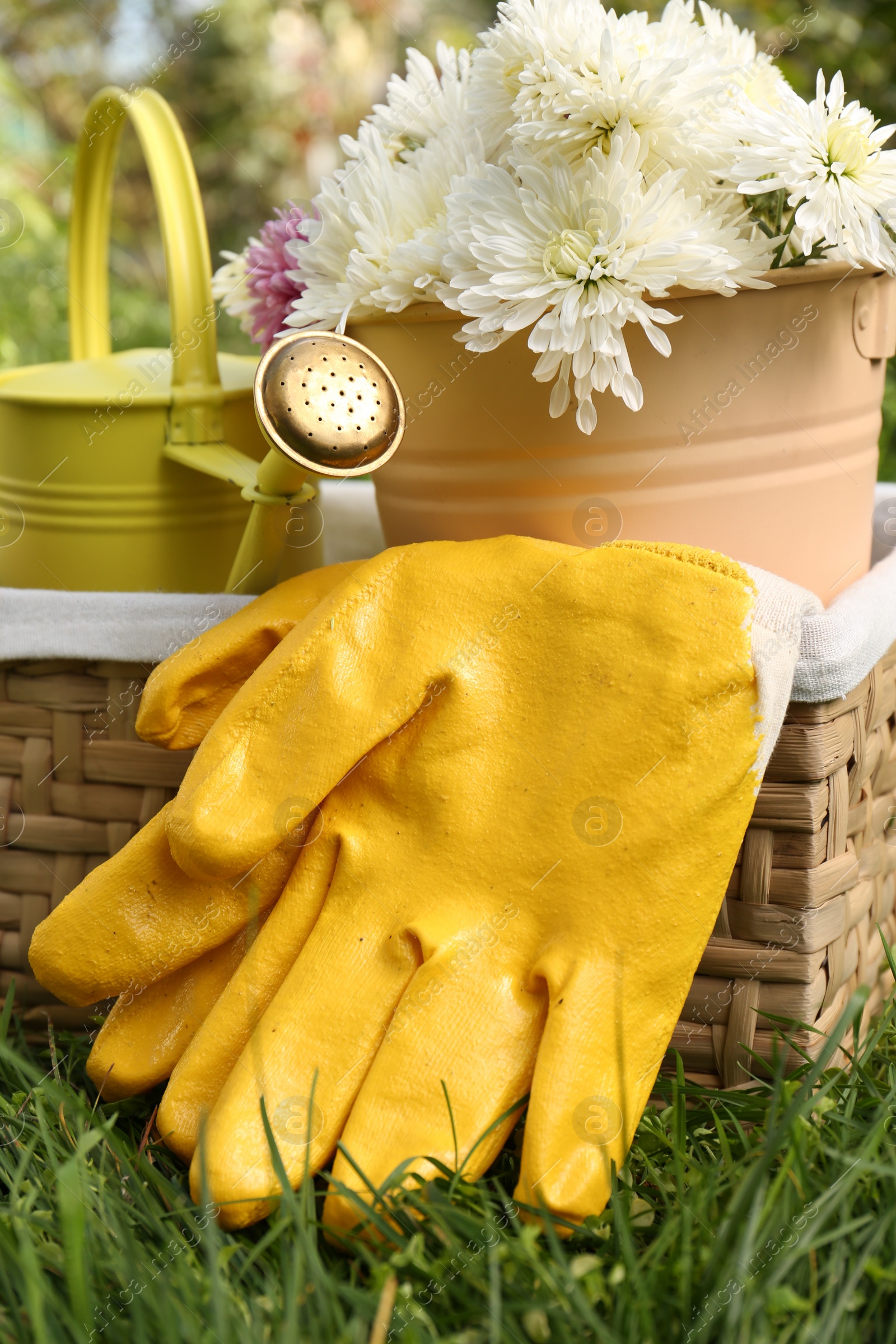 Photo of Wicker basket with gardening gloves, flowers and watering can on grass outdoors