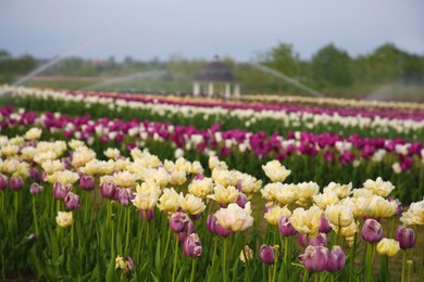 Beautiful colorful tulip flowers growing in field outdoors