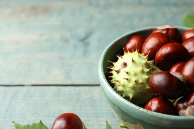 Photo of Horse chestnuts in bowl on blue table, closeup. Space for text