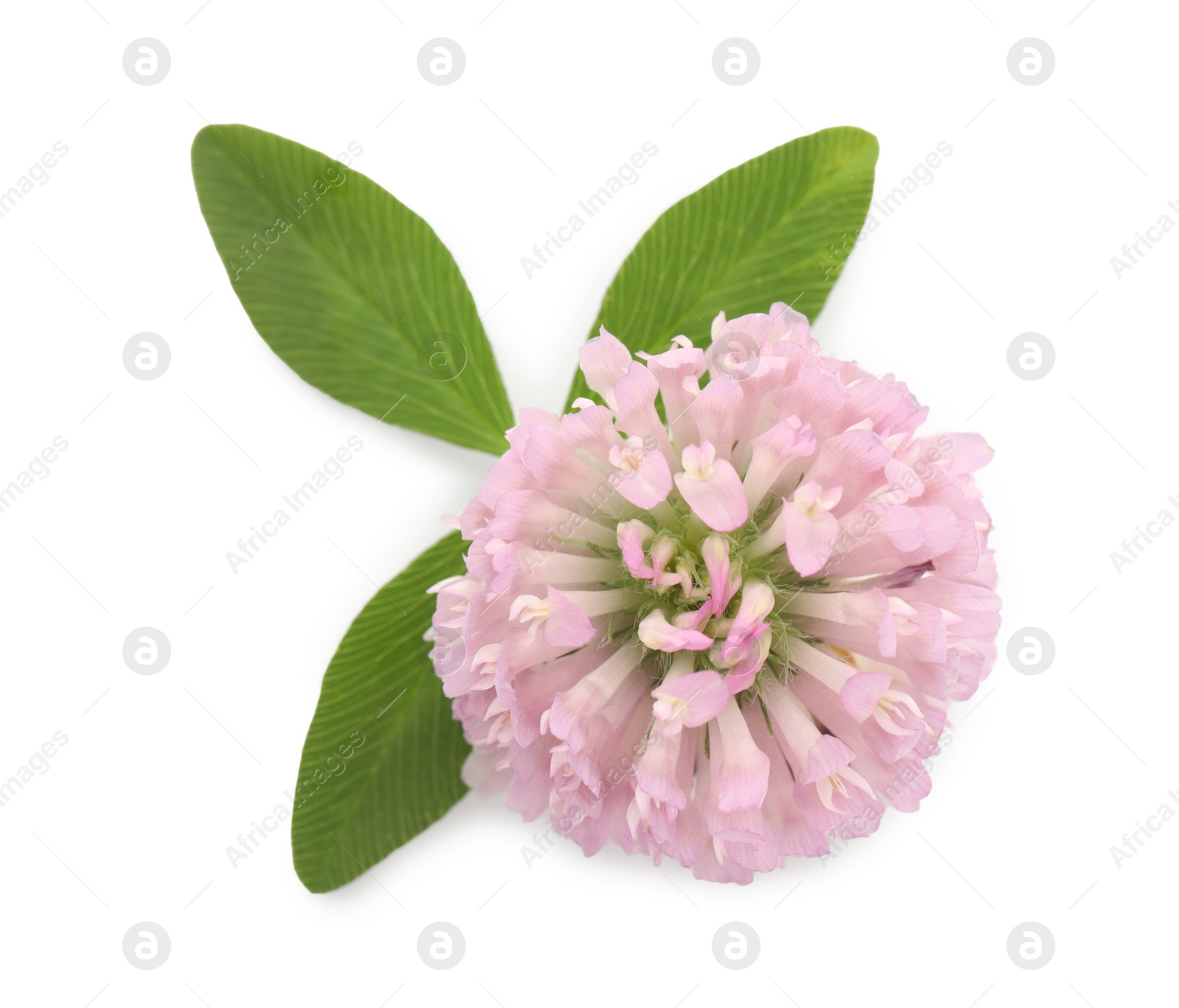 Photo of Beautiful blooming clover flower with green leaves on white background, top view