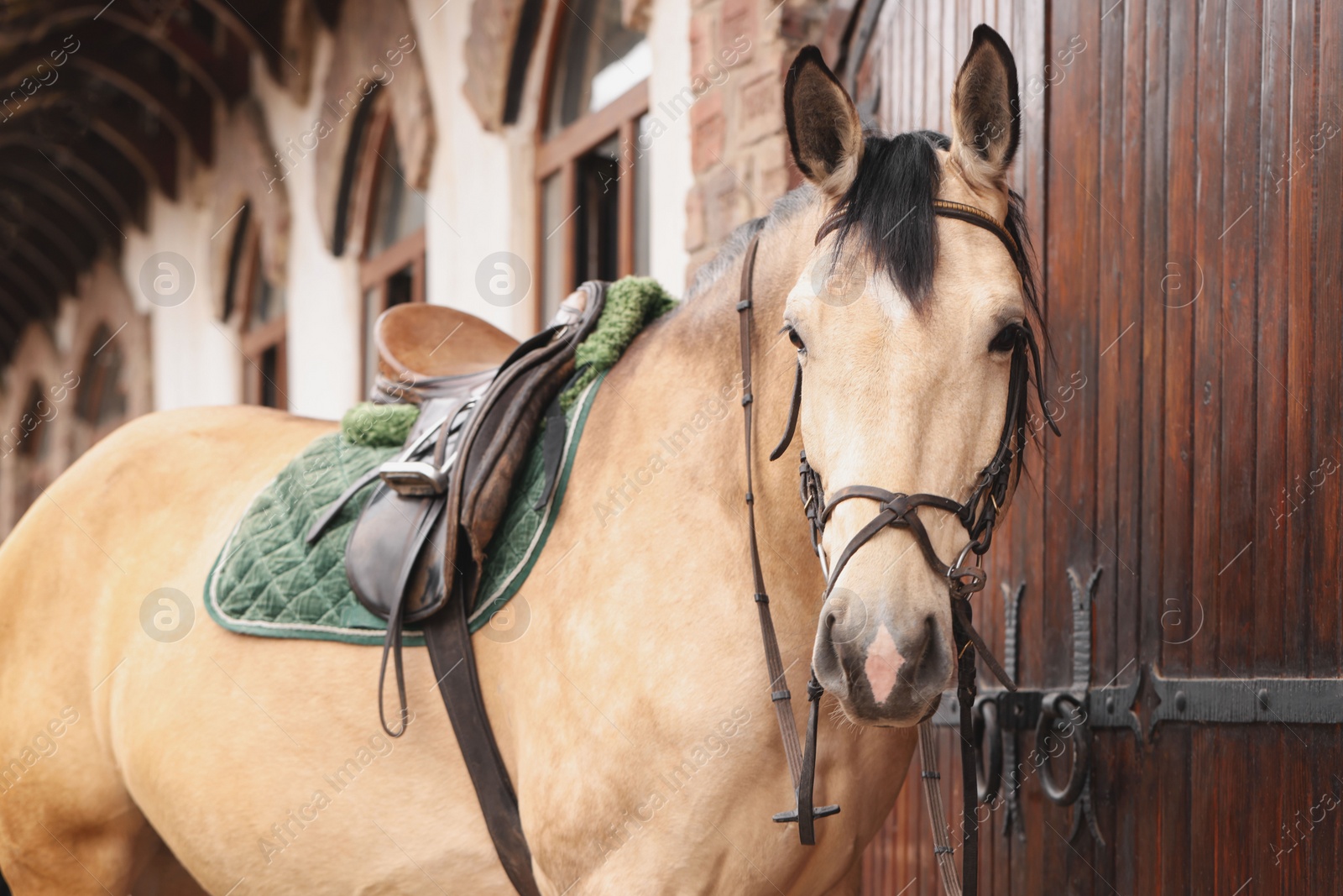 Photo of Adorable horse near barn outdoors. Lovely domesticated pet