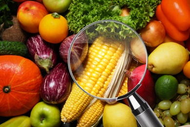 Image of Magnifying glass focusing on corn. Food control 