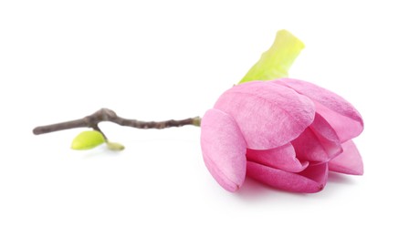 Beautiful pink magnolia flower isolated on white