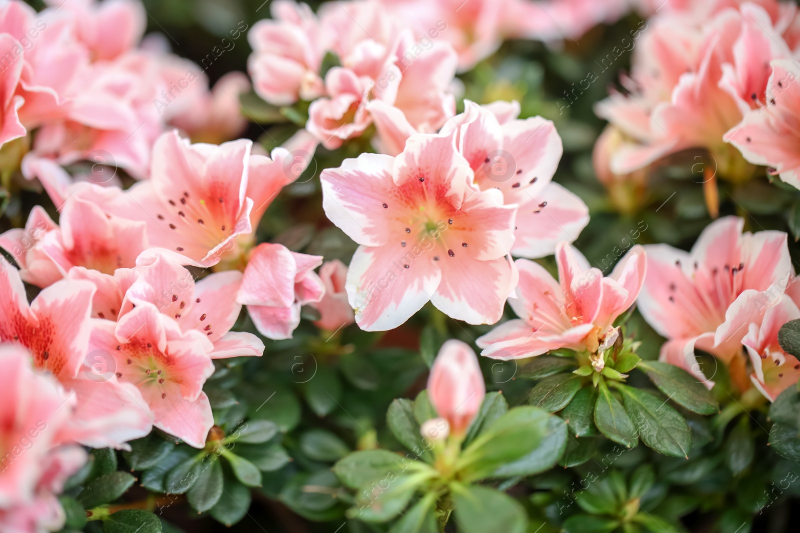 Photo of Beautiful blooming azalea flowers, closeup. Tropical plant