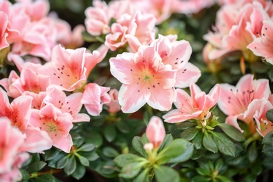 Photo of Beautiful blooming azalea flowers, closeup. Tropical plant