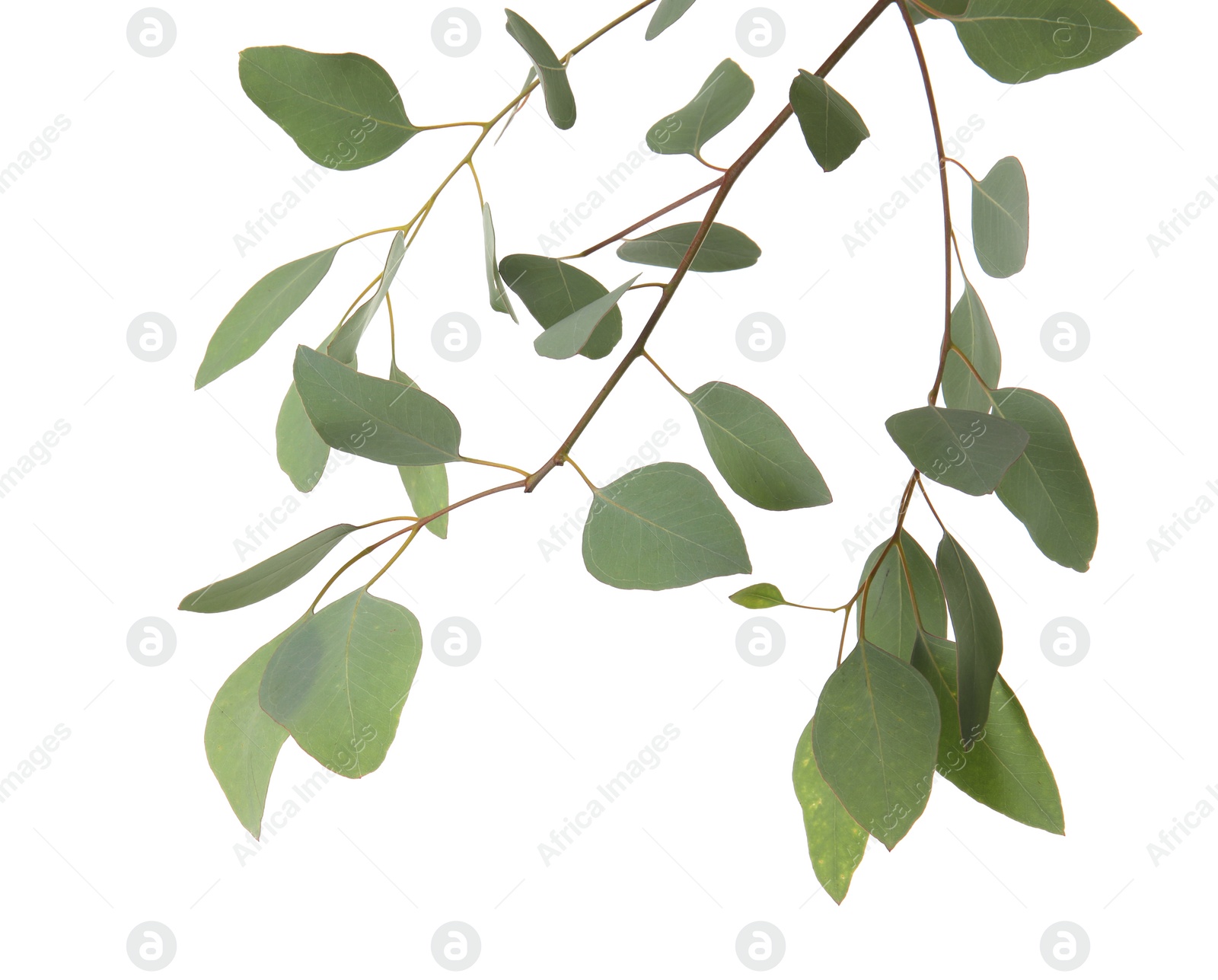 Photo of Eucalyptus branches with fresh green leaves on white background