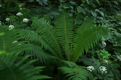 Photo of Beautiful fern with lush green leaves growing outdoors