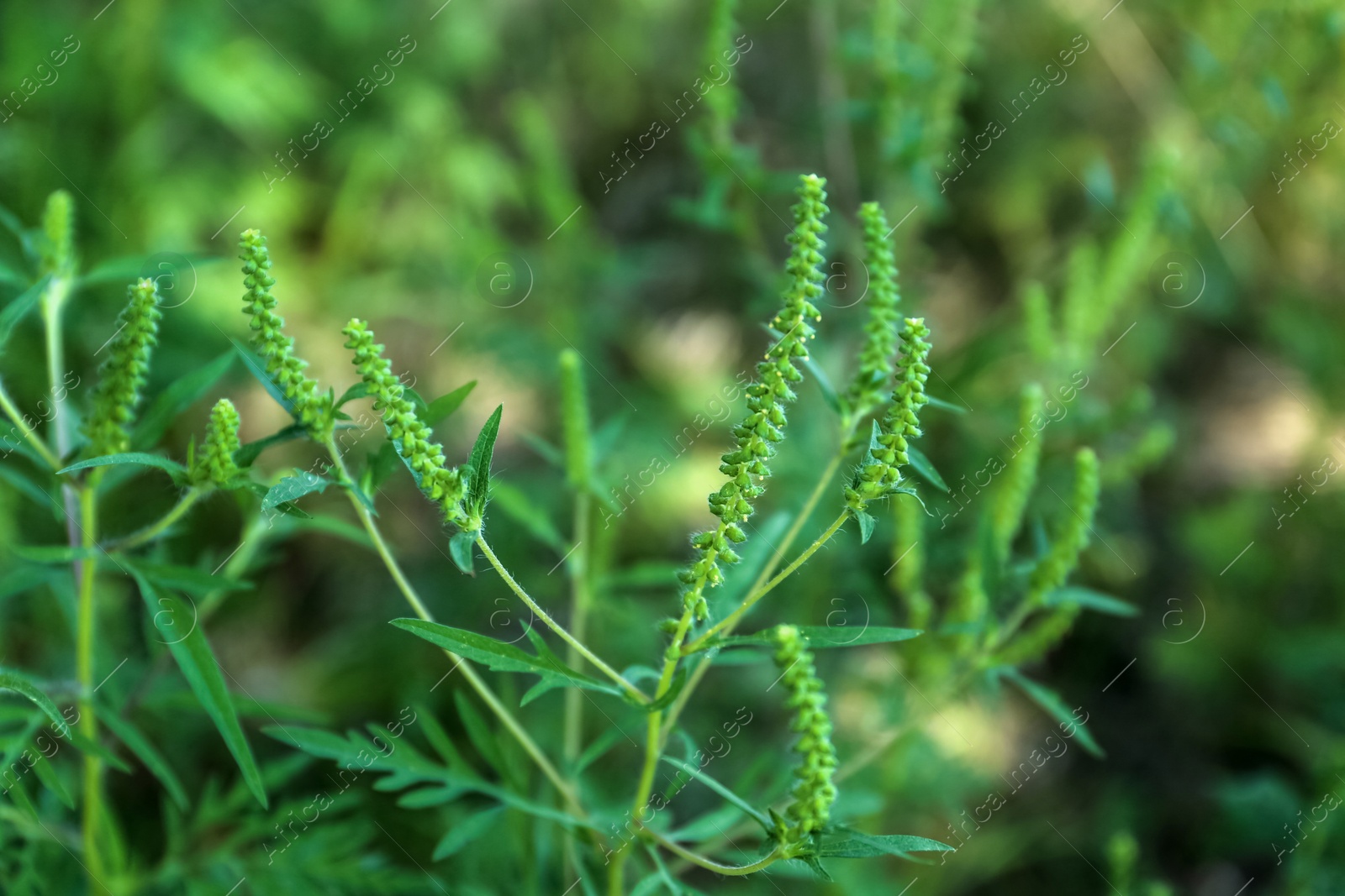 Photo of Blooming Ragweed (Ambrosia) bush outdoors, closeup. Seasonal allergy