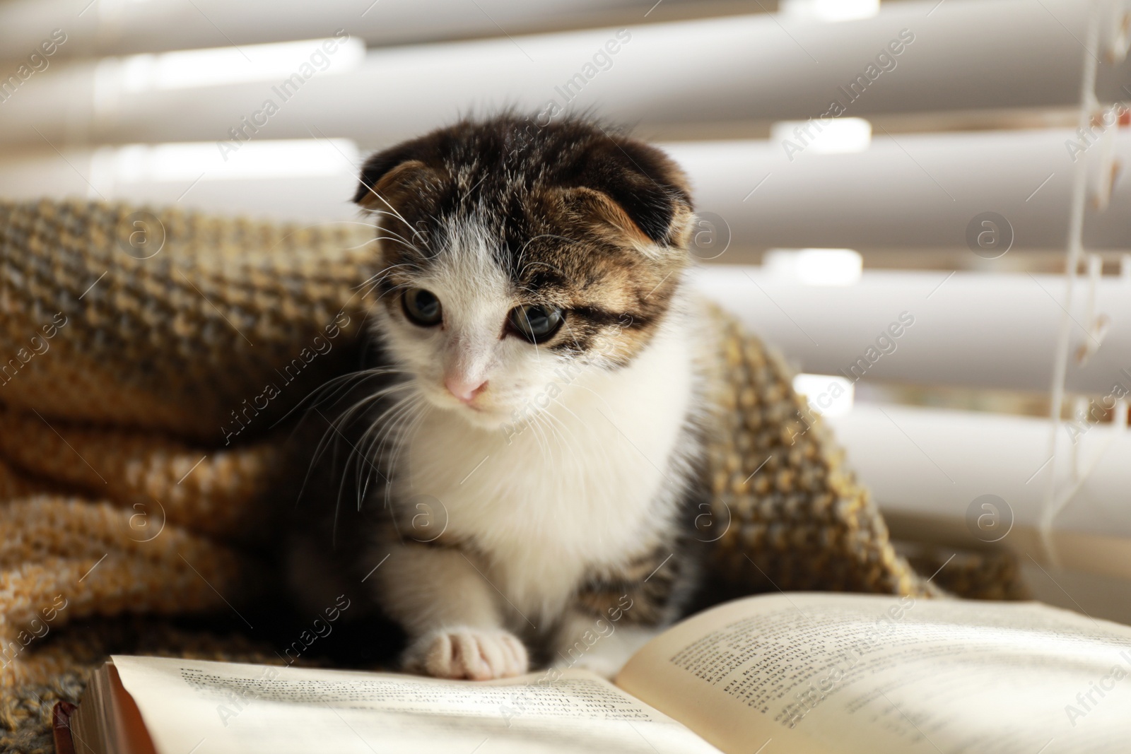 Photo of Adorable little kitten and book near window indoors