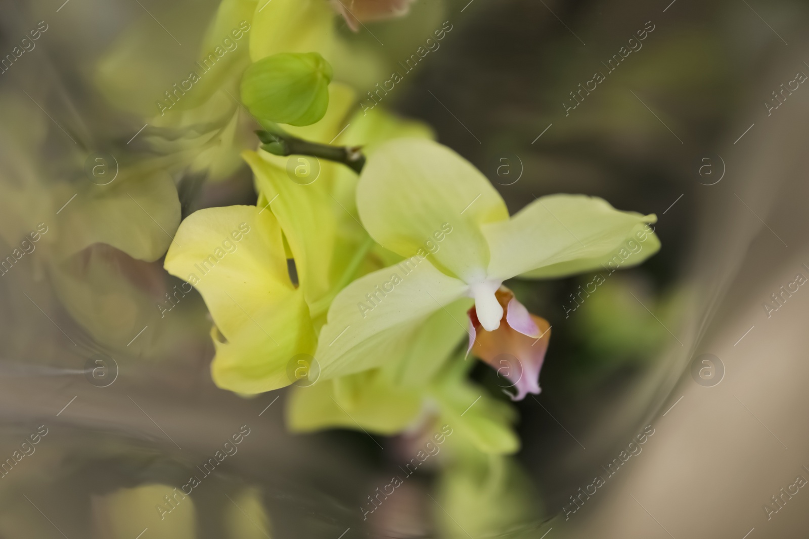 Photo of Beautiful blooming tropical orchid on blurred background, closeup