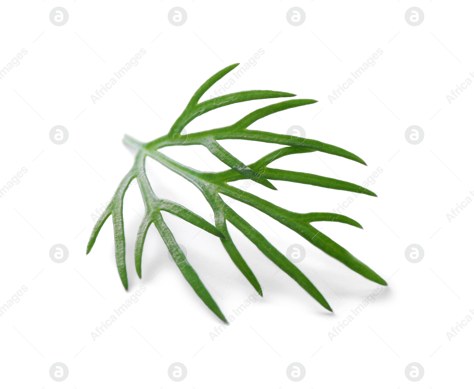 Photo of Sprig of fresh dill isolated on white