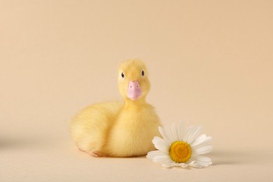 Photo of Baby animal. Cute fluffy duckling near flower on beige background