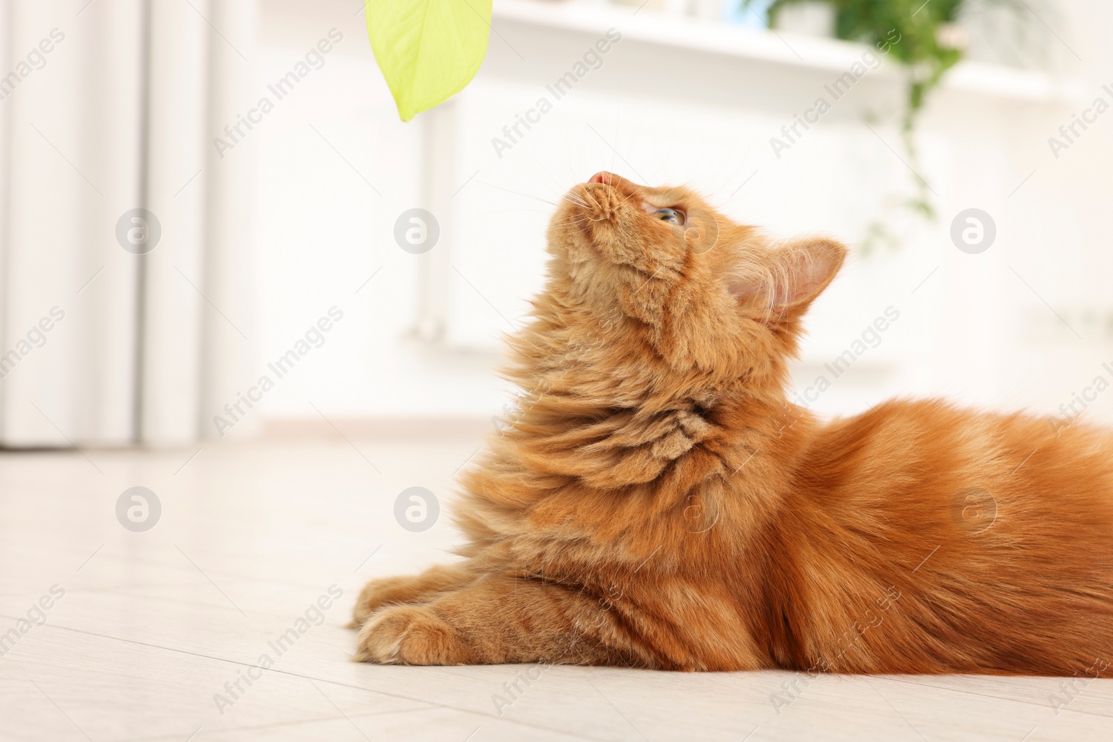 Photo of Adorable red cat on floor at home