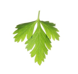 Fresh green organic parsley on white background