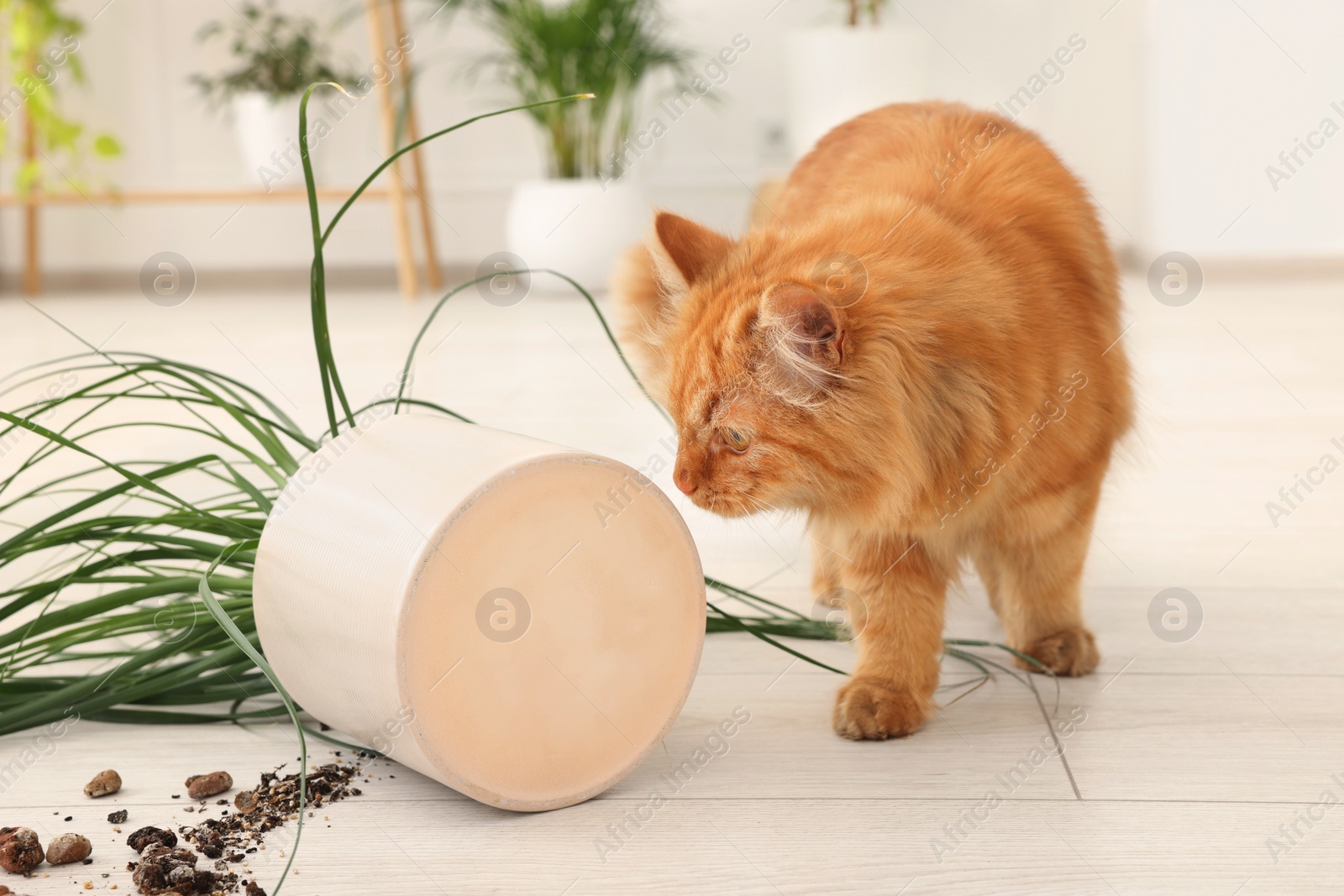 Photo of Cute cat near overturned houseplant at home